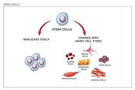 Cell Stem Cell