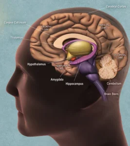 Brain journal logo