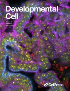 Developmental Cell journal logo