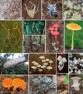 Fungal Diversity journal logo