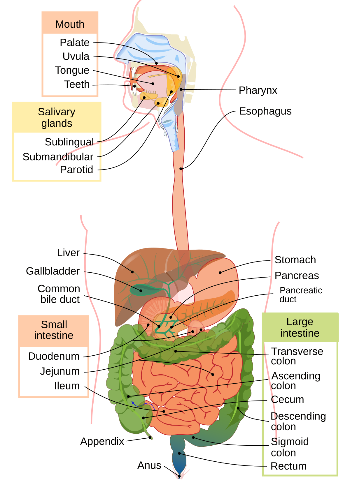 Gastroenterology Pic