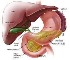 Hepatology Photo