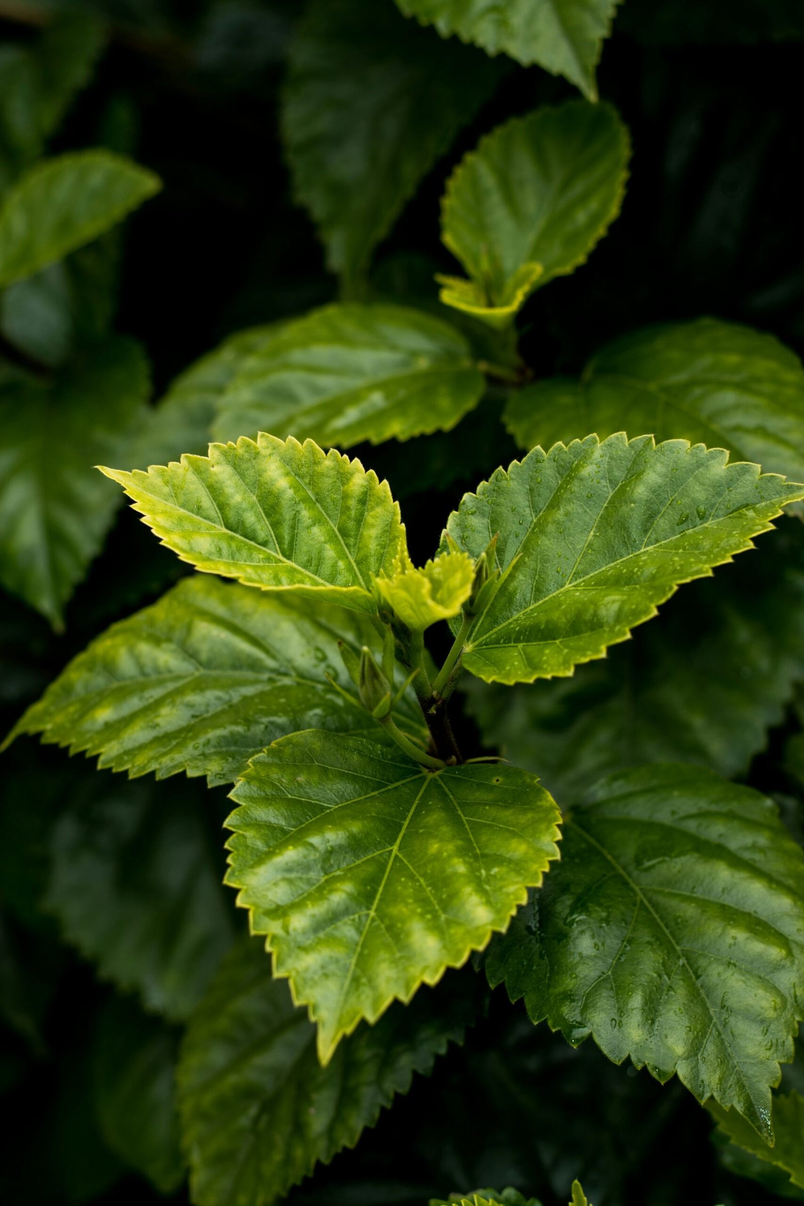 Nature Plants Photo
