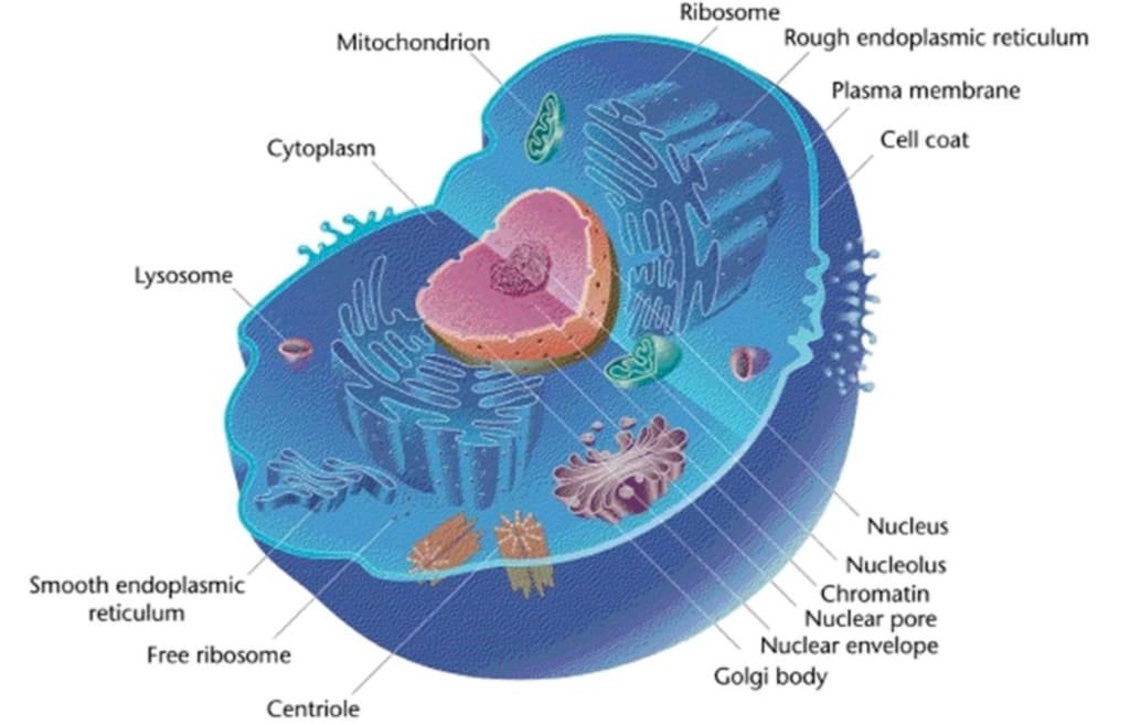 Protein and Cell