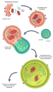 Autophagy journal logo